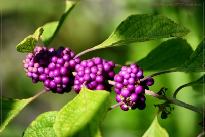 EMK_2685-Edit_01