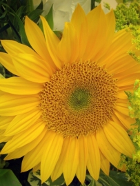 Petals-2