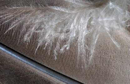 Feathers1_01