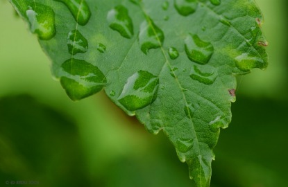 leaf-with-raindrop-jpg