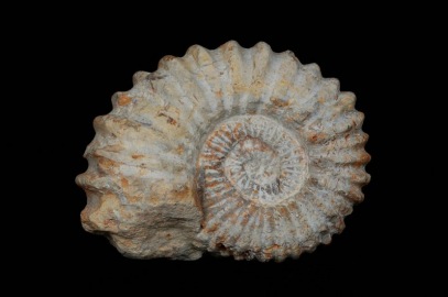 ammonite-fossil-five-katz-antiques_01