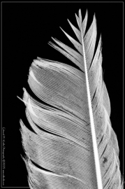 DSC_5423-Edit-BW_01