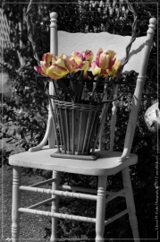 Tulips-Edit_01