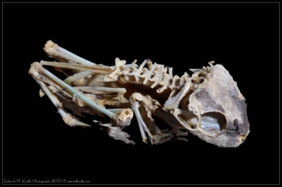 DSC_0645-Edit-2_01