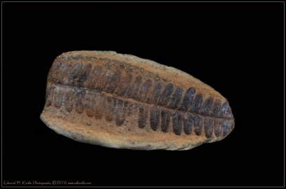DSC_1941-Edit-2_01