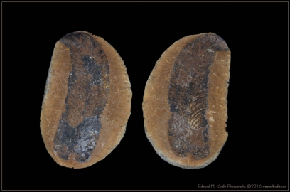 DSC_1953-Edit-2_01