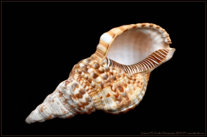 DSC_8370-Edit_01