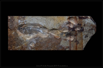 EMK_7587-Edit-2_01