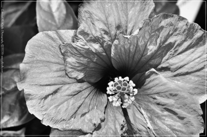 DSC_0535-Edit-BW_01