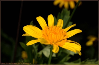 DSC_5110-Edit_01