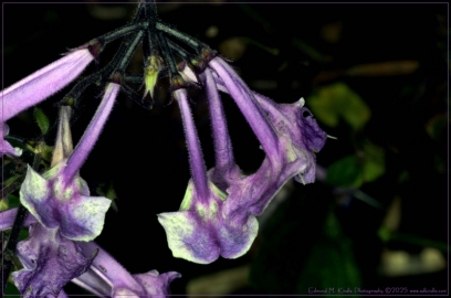 DSC_5124-Edit_01