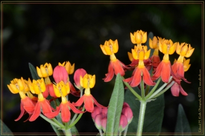 DSC_5169-Edit_01