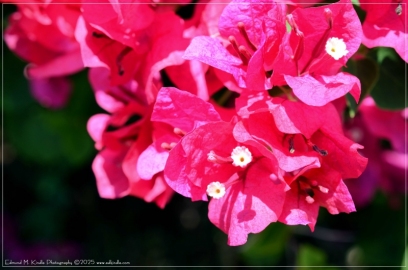 DSC_8720-Edit_01