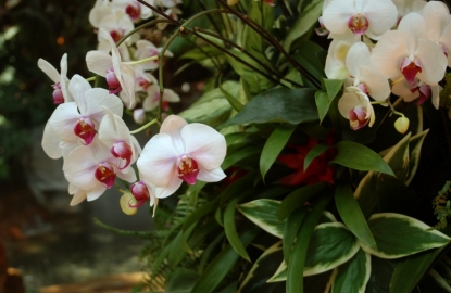 flowers1