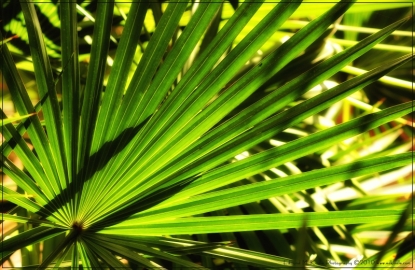 Saw-Grass-Edit_01