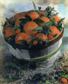 pointsettia-groves-basket-restored_01-jpg