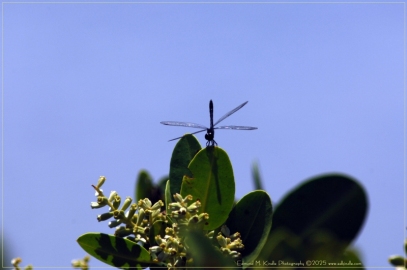 EMK_0243-Edit_01