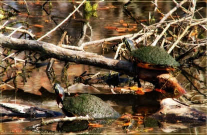 Sawgrass-2_01