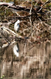 Sawgrass-3_01